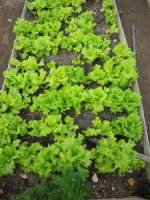 Organic Farm05.jpg